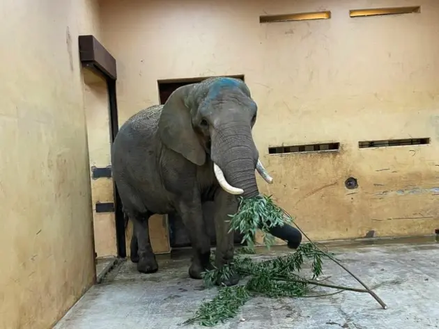 Elefantenkuh «Sweni» für Magdeburger Zoo