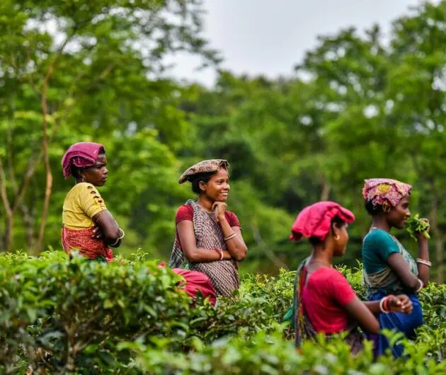 Tee-Ernte in Bangladesch
