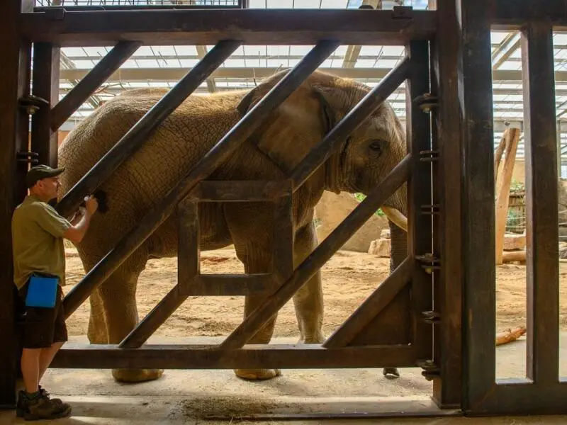Medizinisches Elefantentraining im Zoo Magdeburg