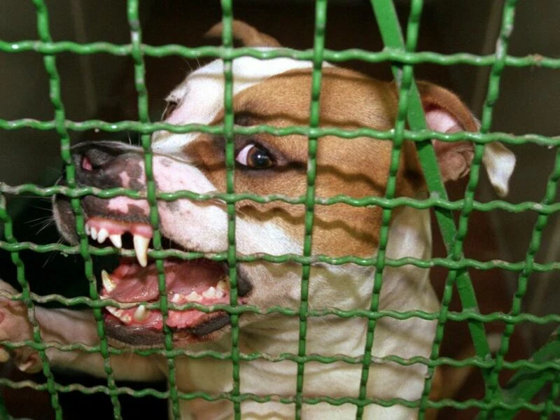 Pitbull verletzt Herrchen schwer