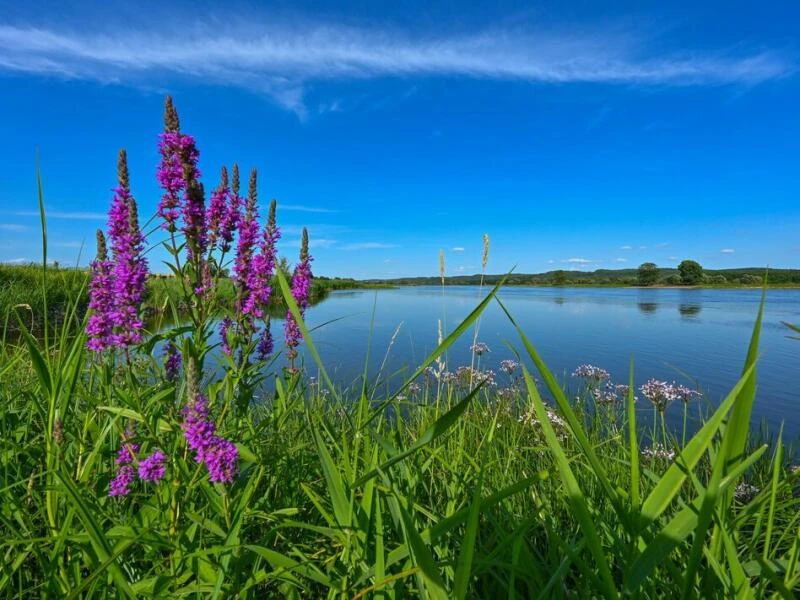 Blutweiderich (Lythrum salicaria) blüht im Unteren Odertal