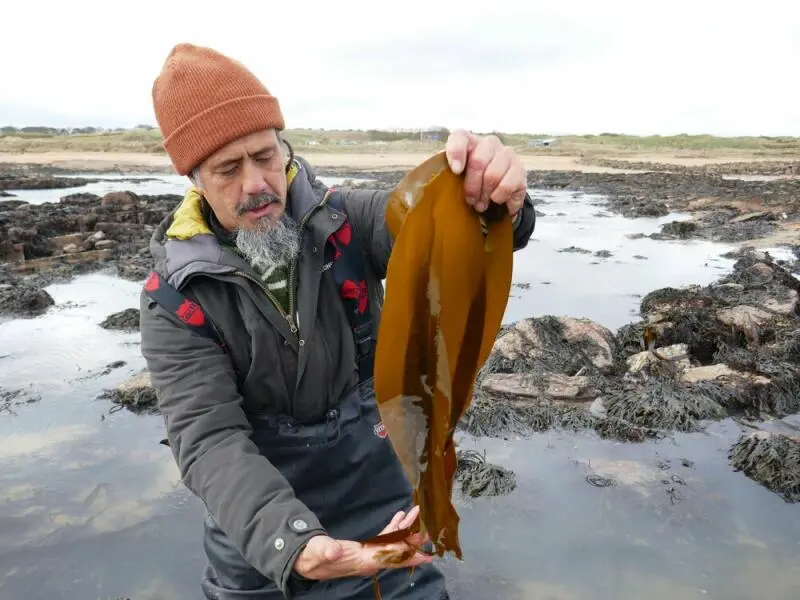 Jayson Byles mit Fingertang (Laminaria digitata)