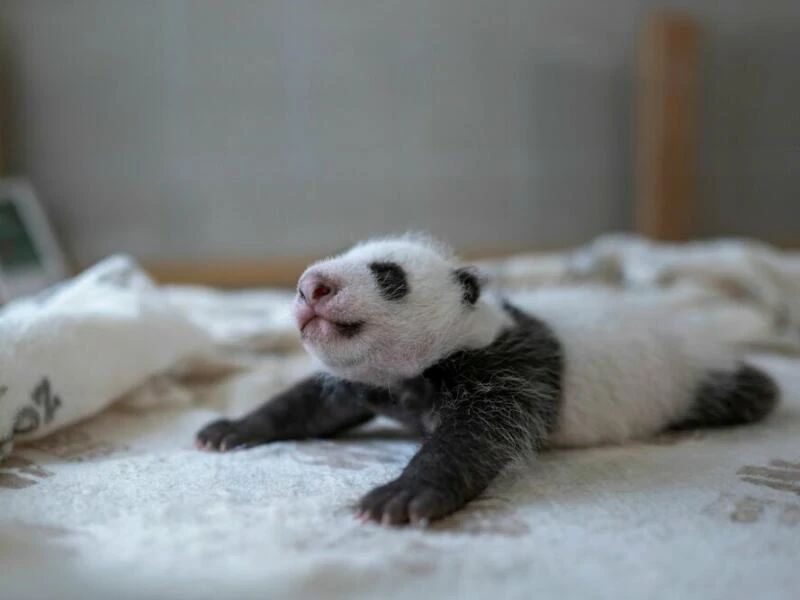 Panda-Zwillinge im Berlin Zoo