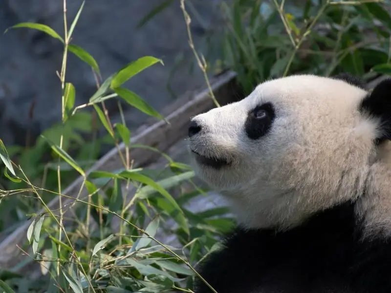 Berlin kann auf neuen Panda-Nachwuchs hoffen