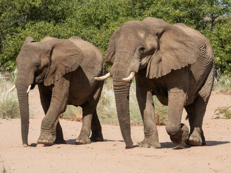 Elefanten in Namibia