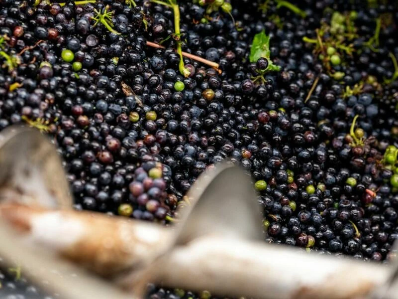 Beginn der Weinlese in Thüringen