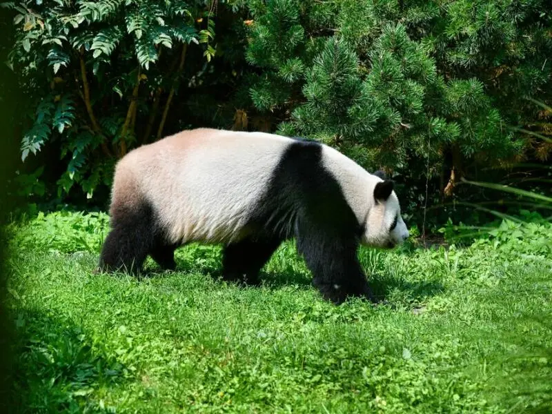 Panda-Nachwuchs im Berliner Zoo