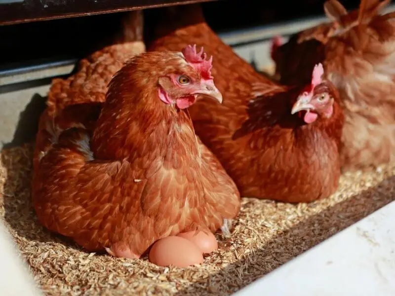 Hennen legen 1,45 Milliarden Eier