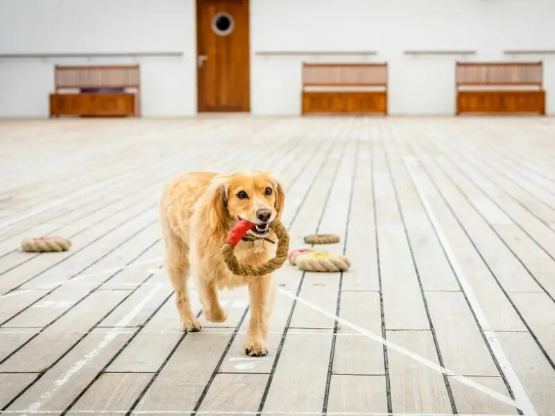 Hund an Bord der Queen Mary 2 von Cunard