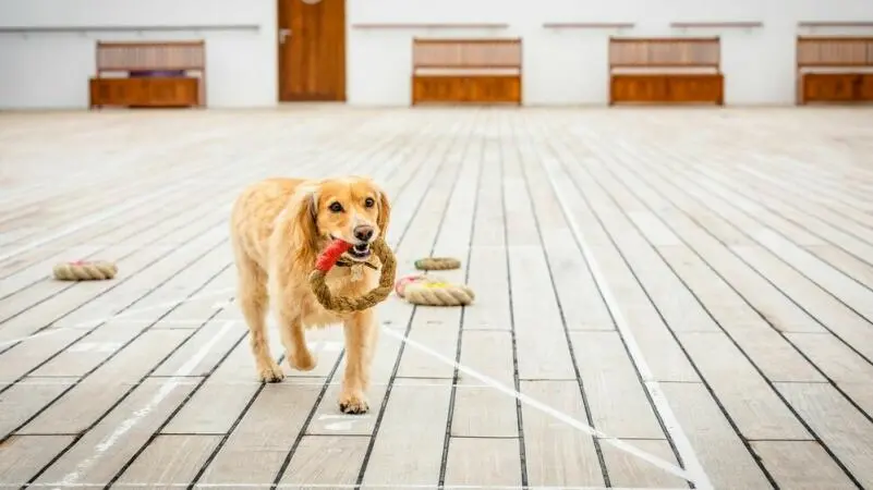 Hund an Bord der Queen Mary 2 von Cunard