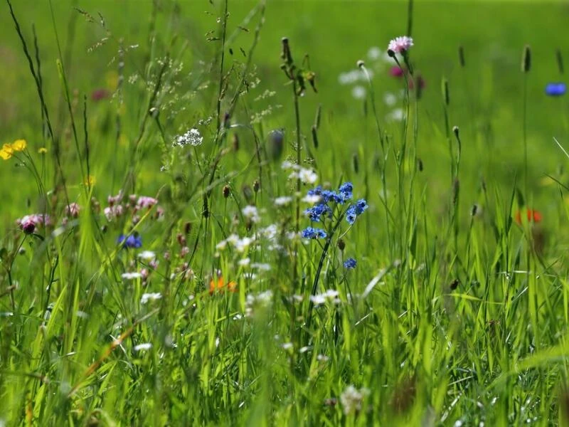 Wildblumen auf einer Wiese im Garten