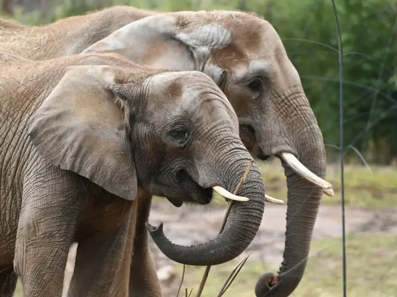 Elefanten im Opel-Zoo