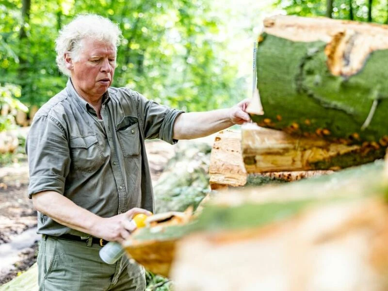 Holzernte im Privatwald