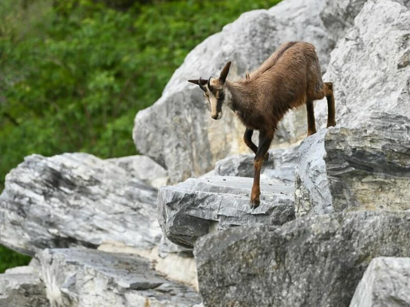 Alpentiere - Gämse