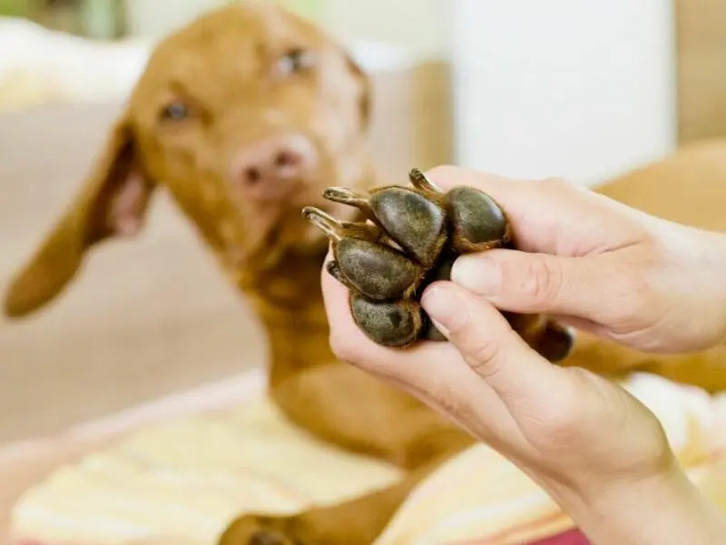 Tier auf Trab: 8 Tipps fürs Radeln mit Hund