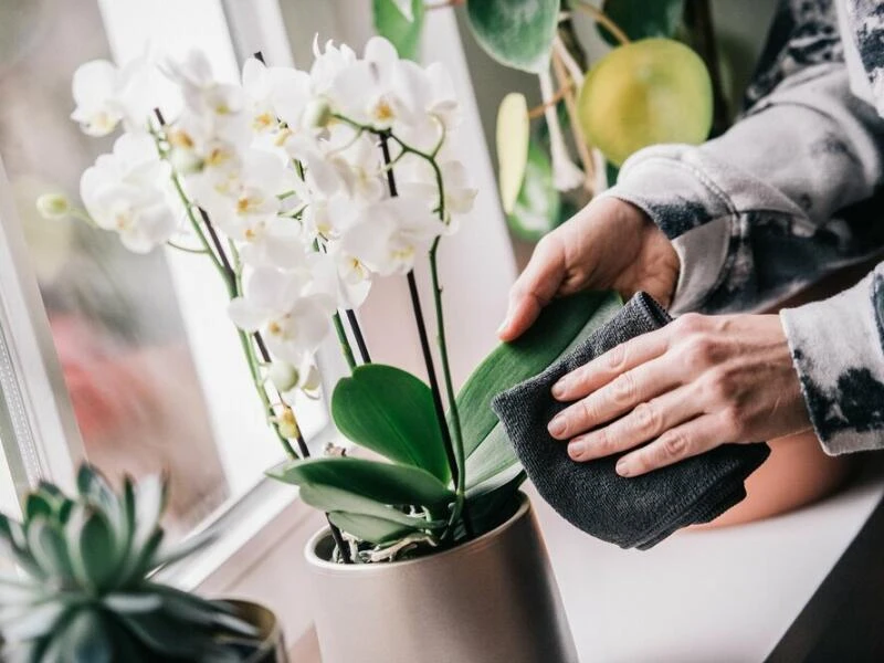 Eine Frau staubt Orchideenblätter ab