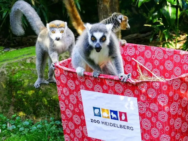 Lemuren im Zoo von Heidelberg