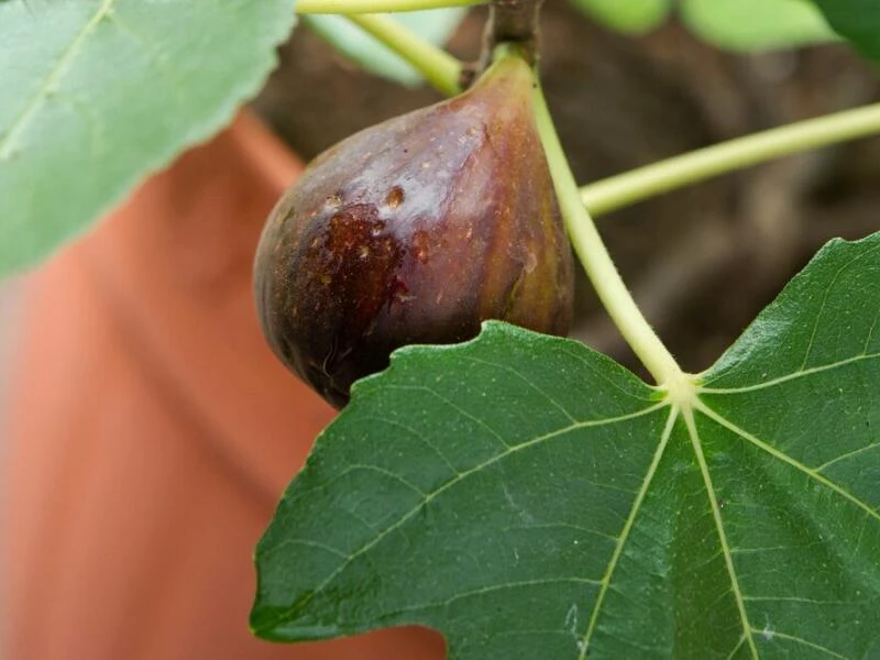 Echte Feige (Ficus carica)