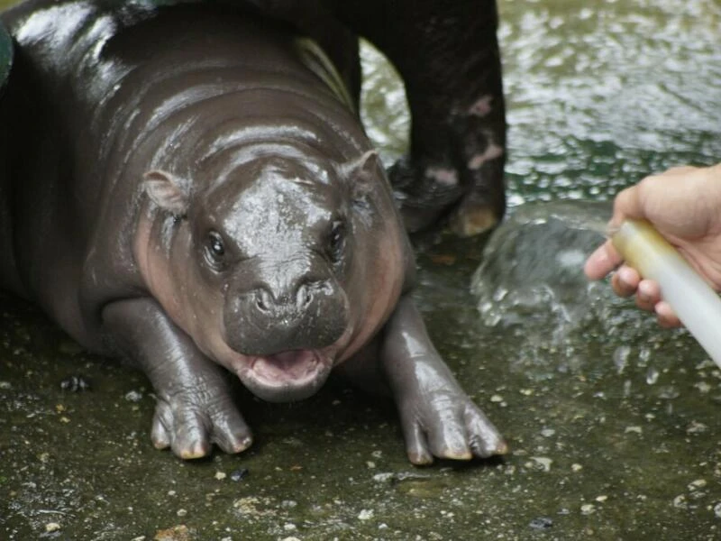 Zwergflusspferd Moo Deng in Thailand