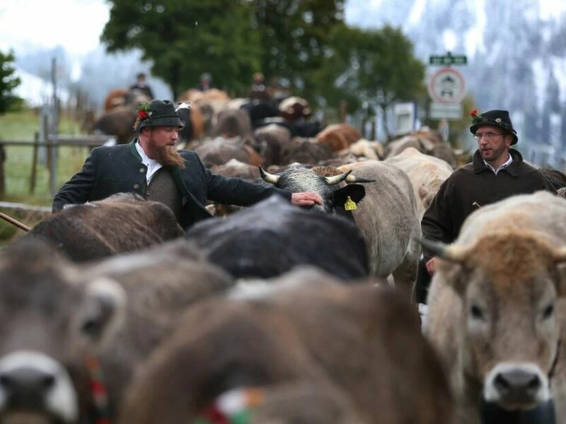 Viehscheid im Allgäu