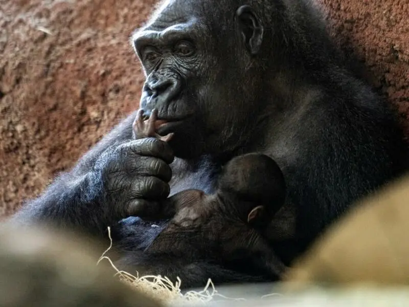 Gorilla-Nachwuchs im Prager Zoo