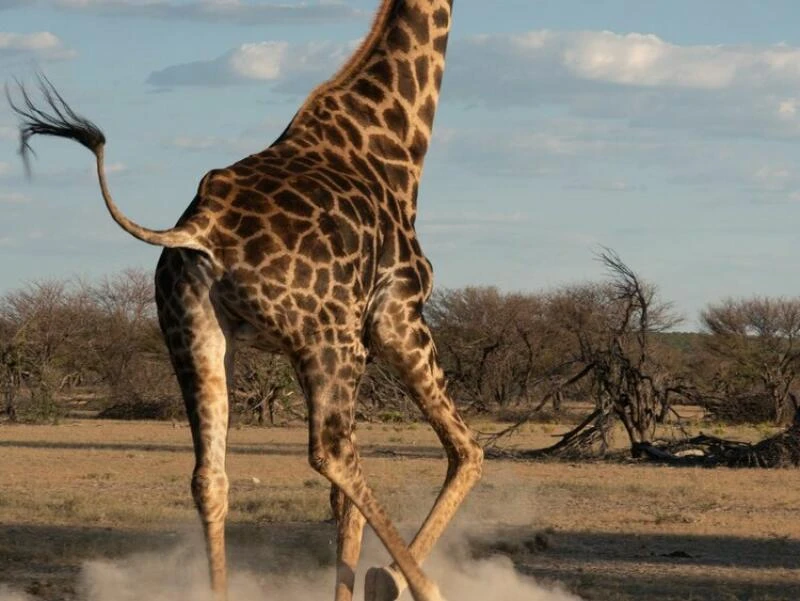 Giraffe im Nationalpark Etosha