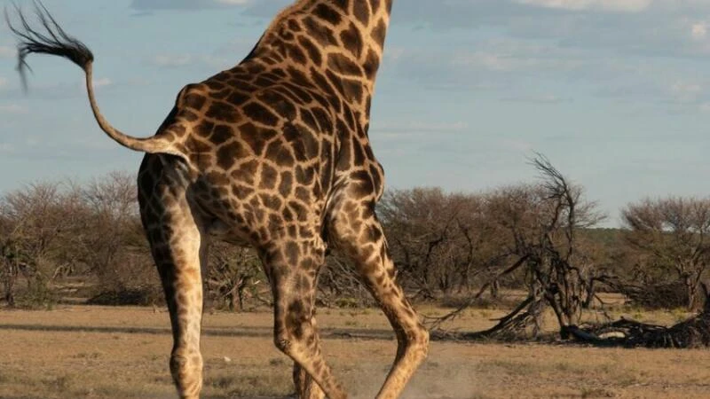 Giraffe im Nationalpark Etosha