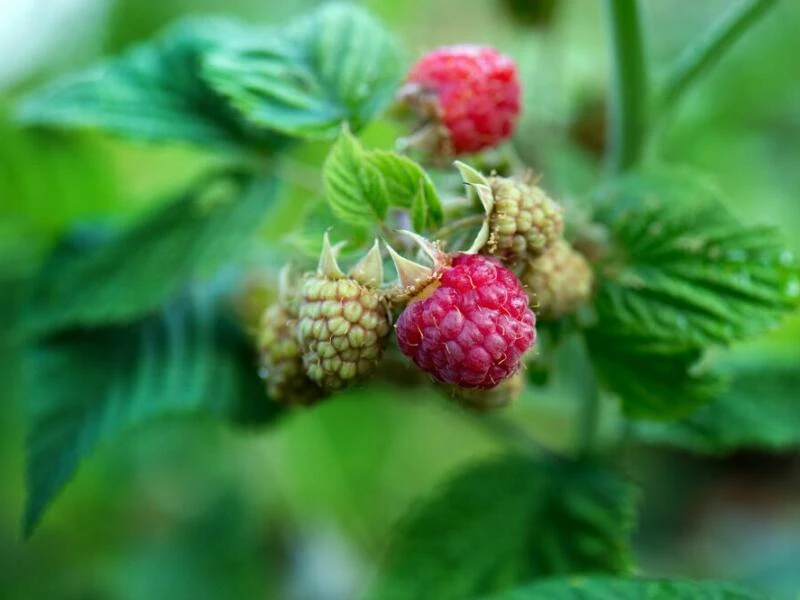 Himbeeren im Garten