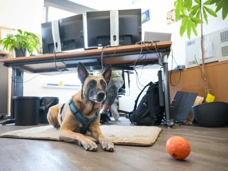 Ein Hund vor einem Schreibtisch
