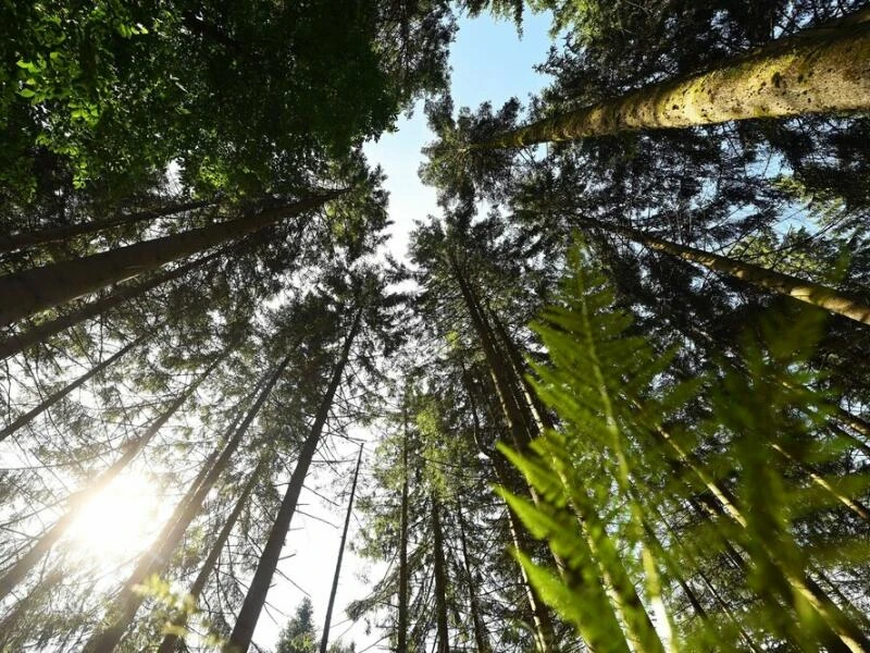 Nationalpark Schwarzwald