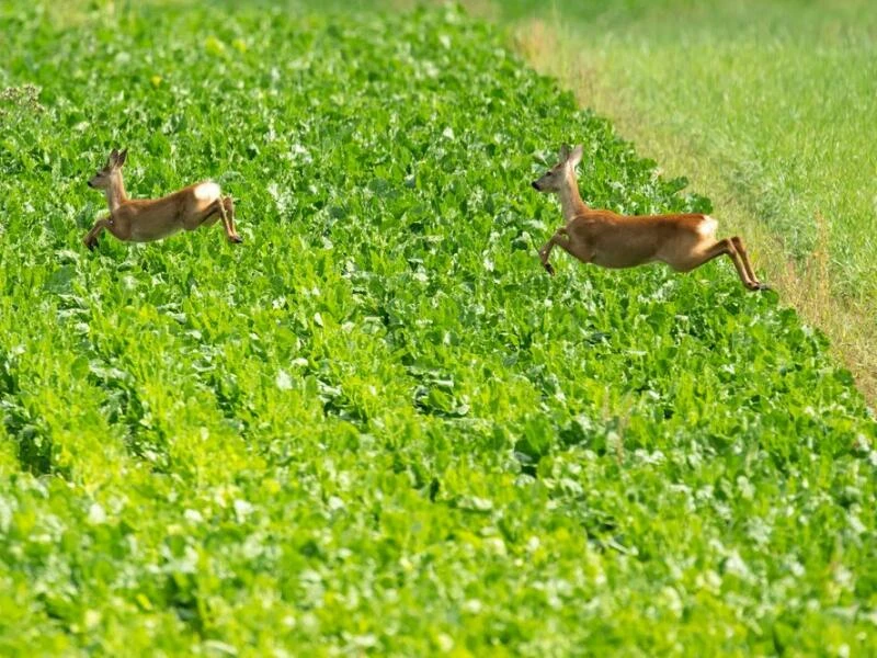 Zwei Rehe hüpfen über ein Feld