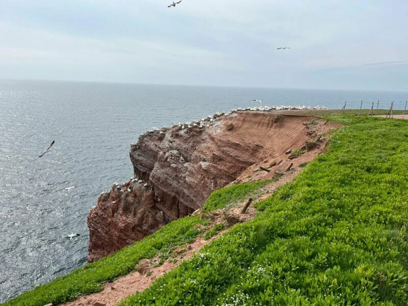 Lummenfelsen auf Helgoland