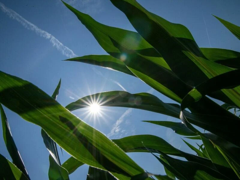 Sommerwetter 