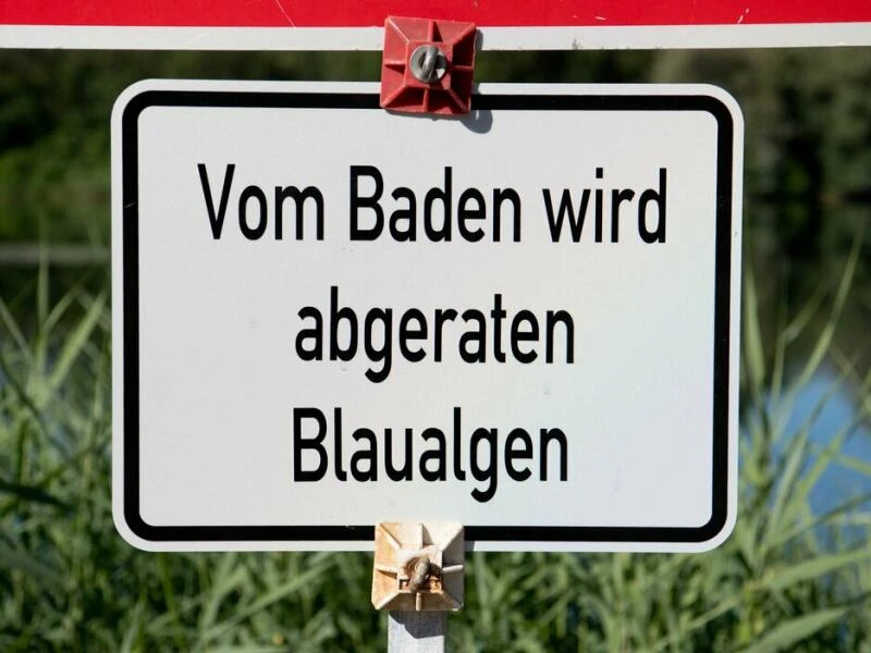 Blaualgen