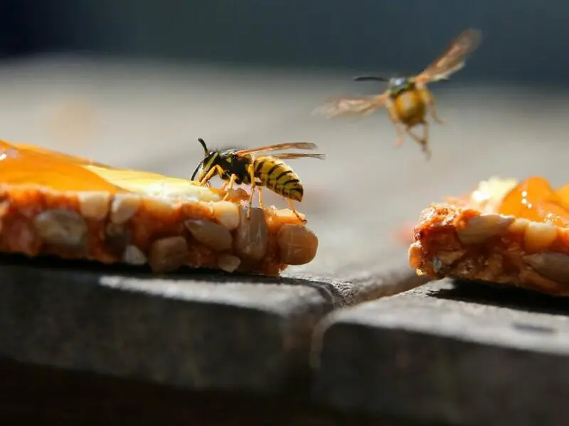 Wespen auf einem Marmeladenbrot