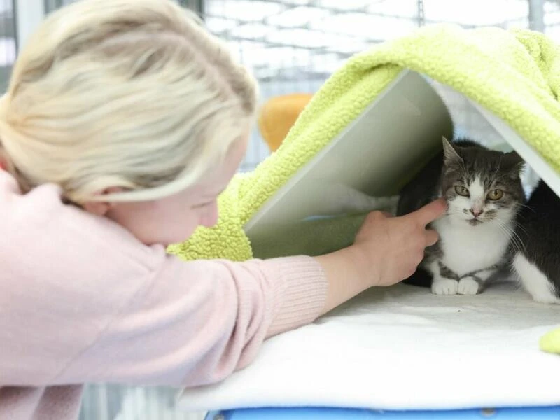 Katzenstreichler im Tierheim