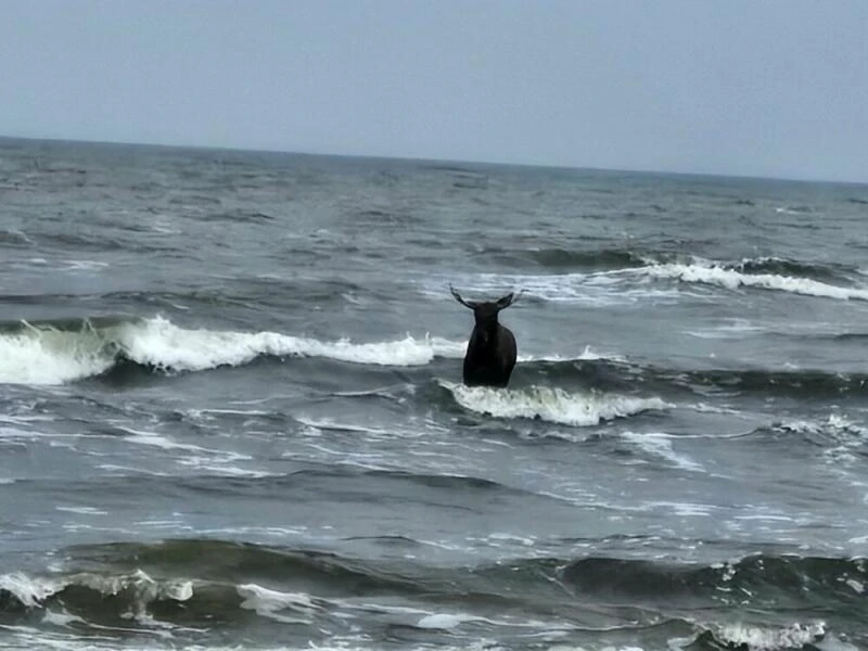 Elch steht in der Ostsee nahe Ahlbeck