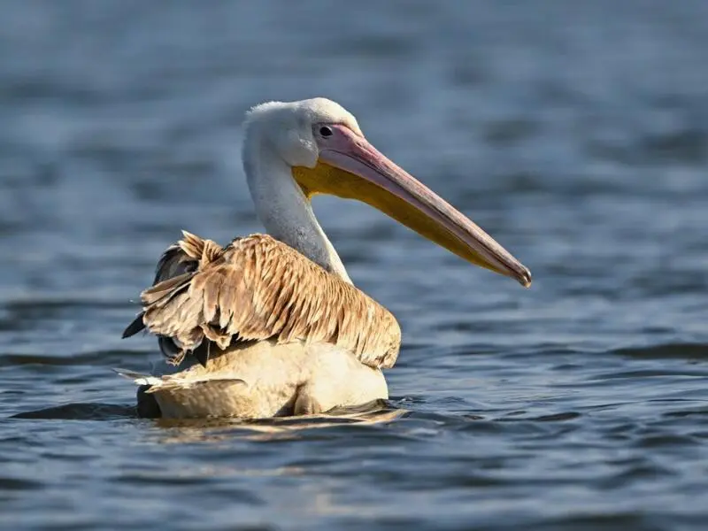 Pelikan zu Besuch auf der Spree in Brandenburg