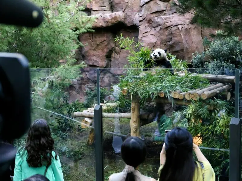 «Panda Ridge» im San Diego Zoo