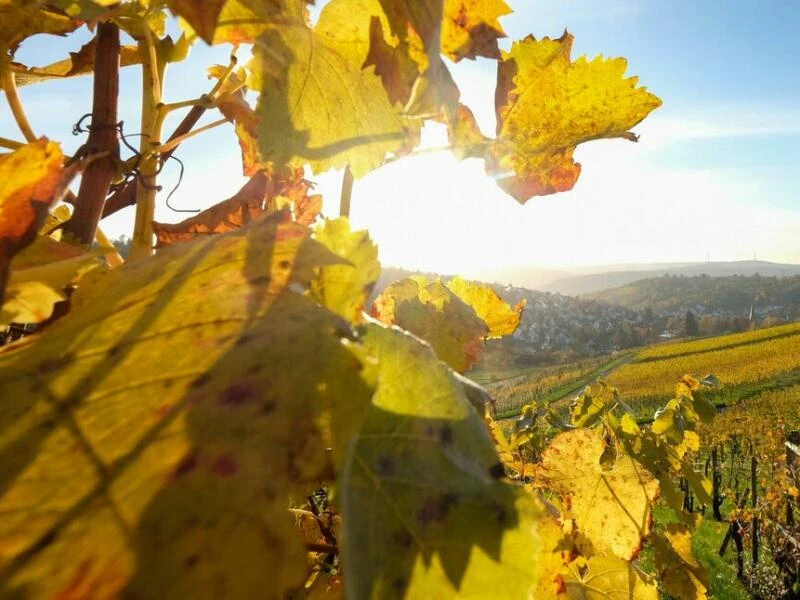 Herbstsonne bei Stuttgart