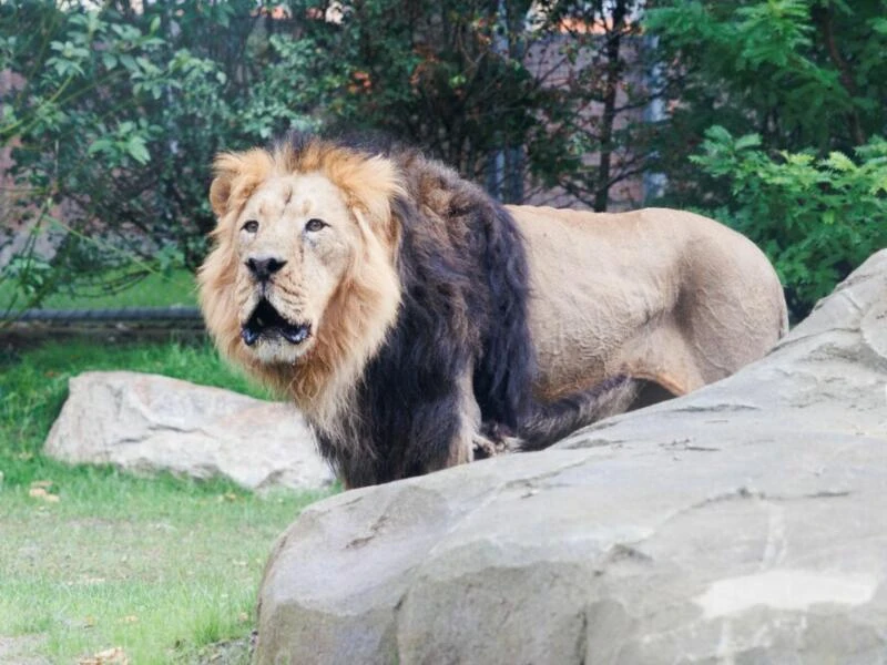 Löwen-Außenanlage im Zoo Frankfurt