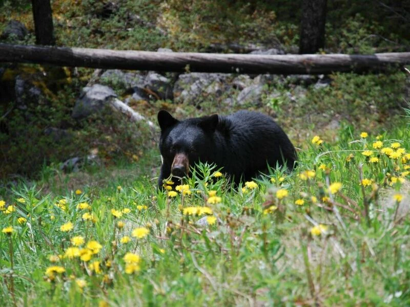 Schwarzbär in Kanadas Rocky Mountains