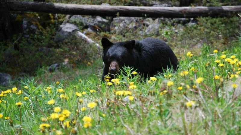 Schwarzbär in Kanadas Rocky Mountains