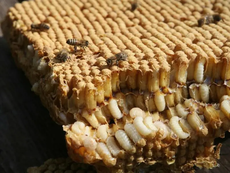 Varroamilben im Bienenstock