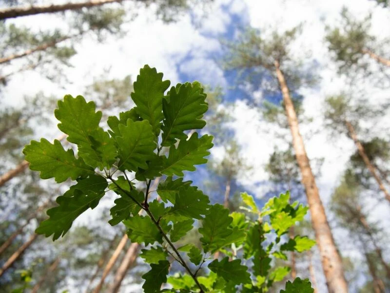 Eichen halten verblüffende Temperaturen aus