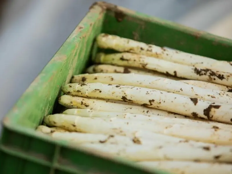 Spargel aus Nordrhein-Westfalen