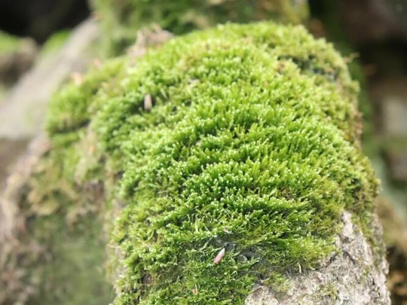 Bemooster Baum auf dem Urwaldsteig am Edersee