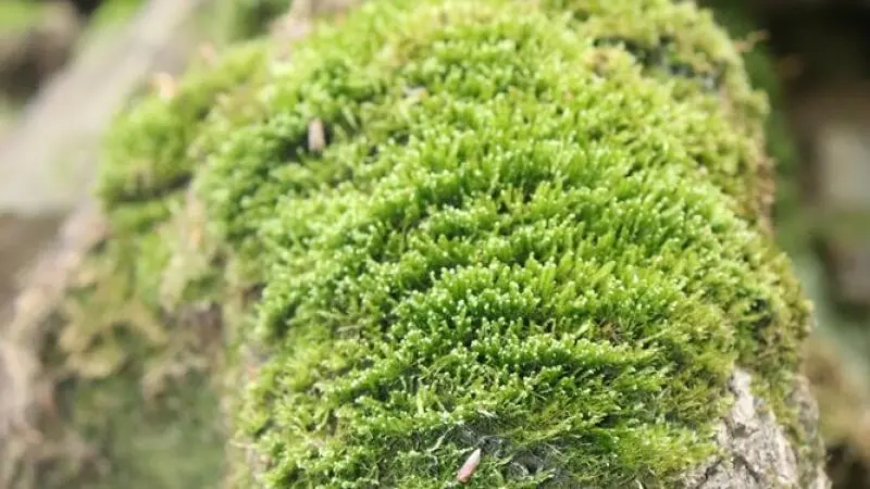 Bemooster Baum auf dem Urwaldsteig am Edersee