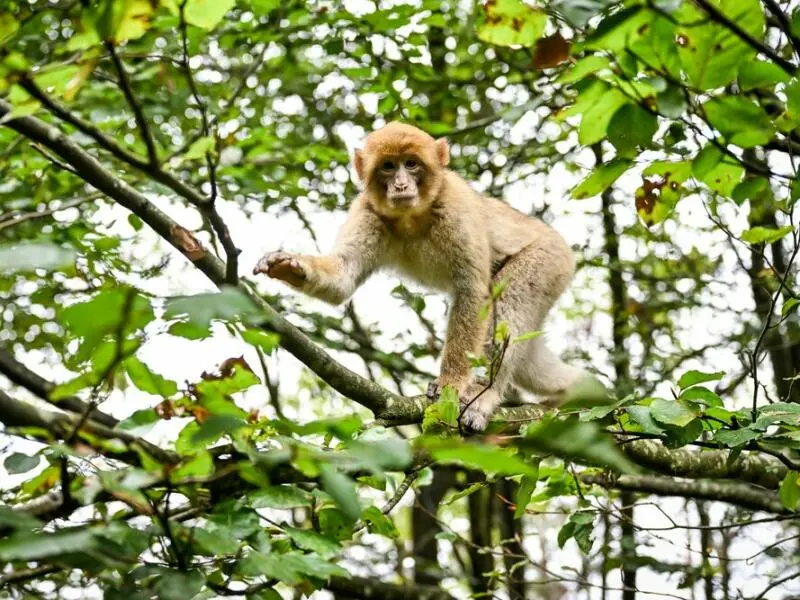 Berberaffen-Jährling tollt auf Baum