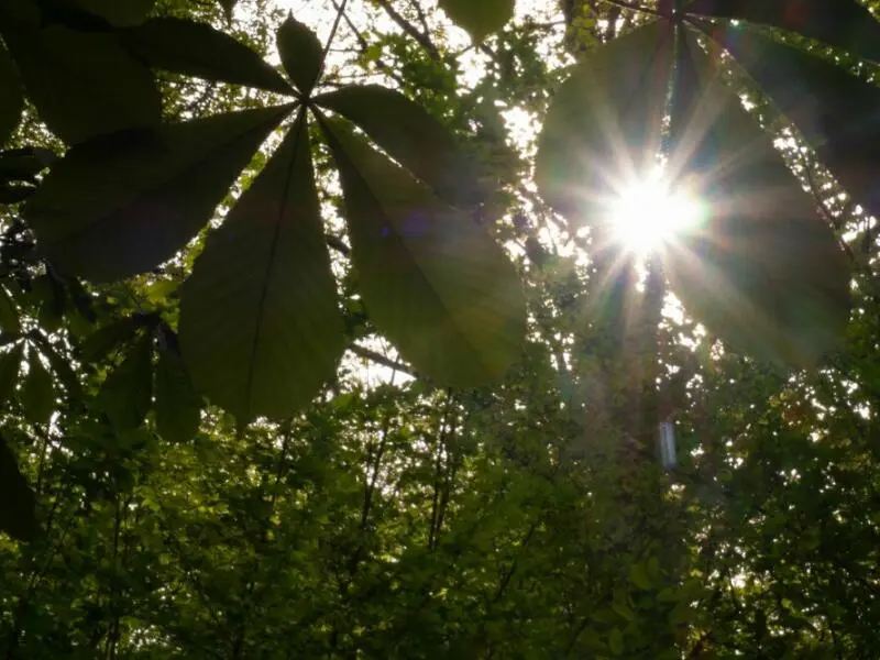 Sonnenstrahlen fallen durch die Blätter eines Baums